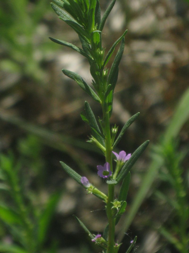 Piante rare palustri quasi scomparse dalla Pianura padana